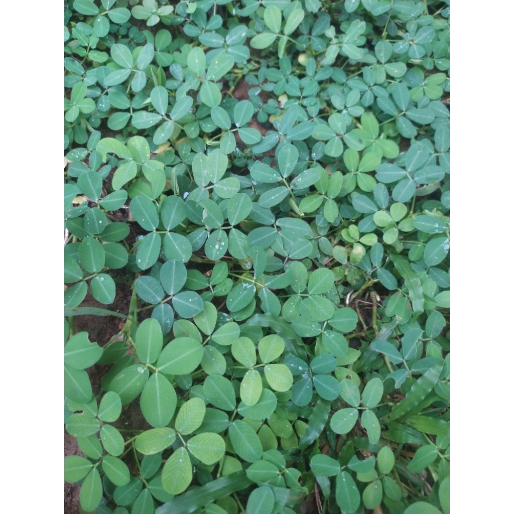 

tanaman hias landep/kacangan 100 gram