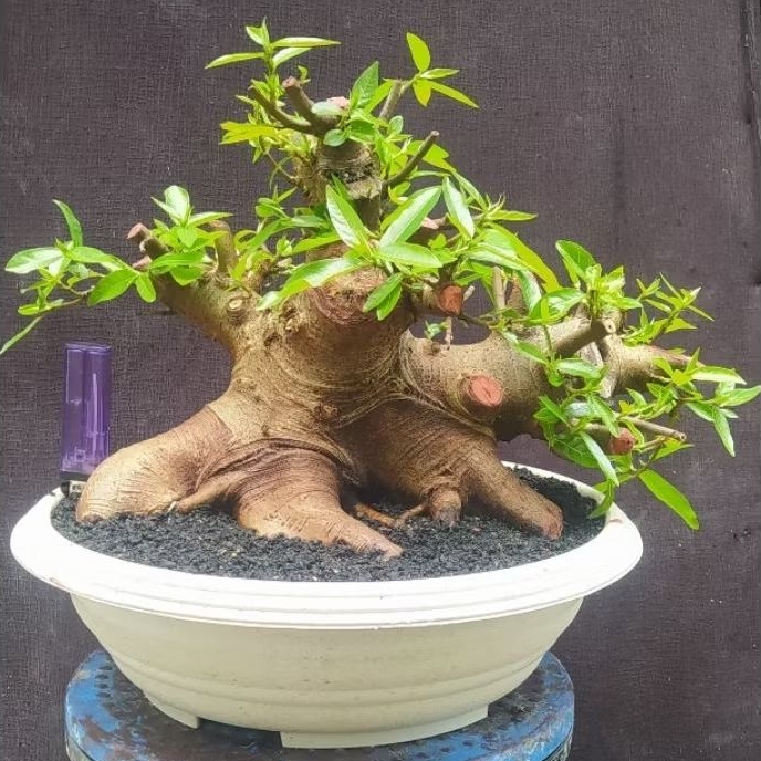 Bonsai ficus loa bonggol besar bogel mantap sesuai gambar / realpict + potnya