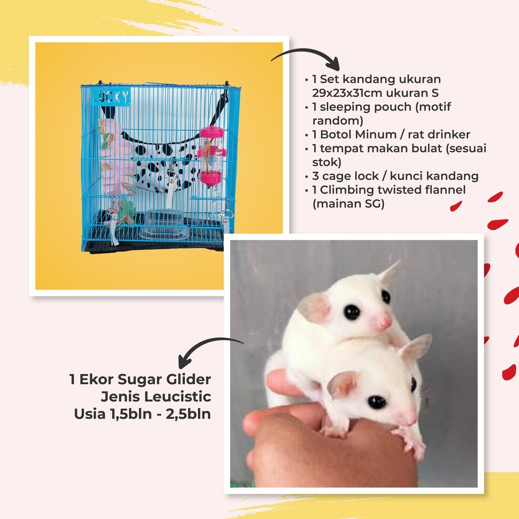 [Kurir Instant] Paket Sugar Glider Leucistic Joey Imut Lucu Jinak + Kandang Lengkap Termurah