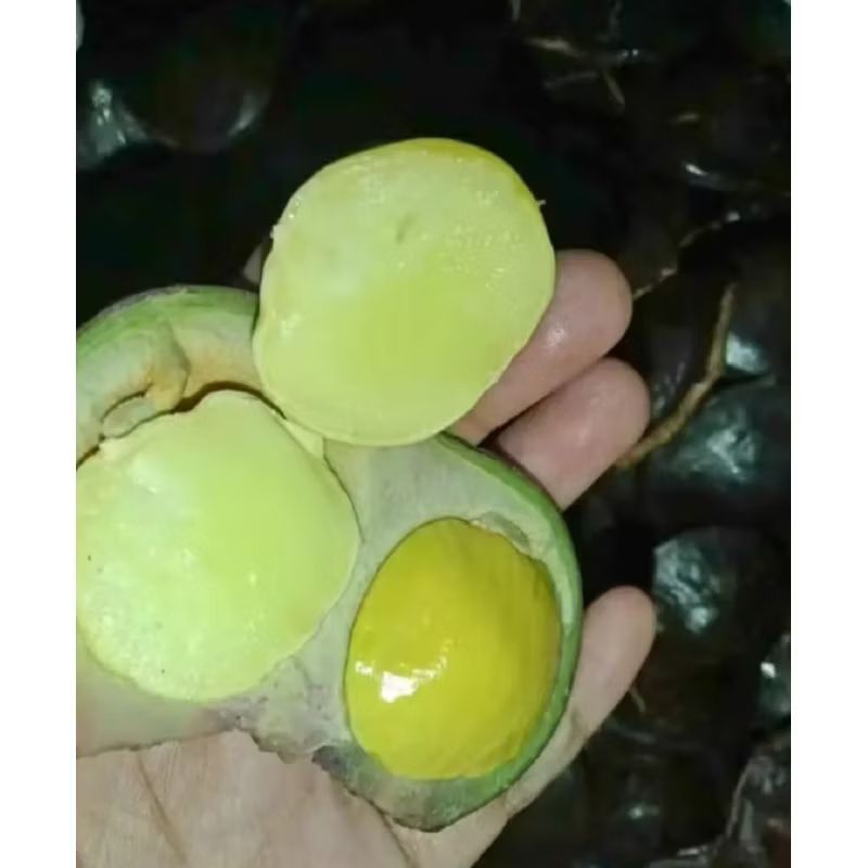 

JENGKOL MUDA SEGAR 1KG SUPER