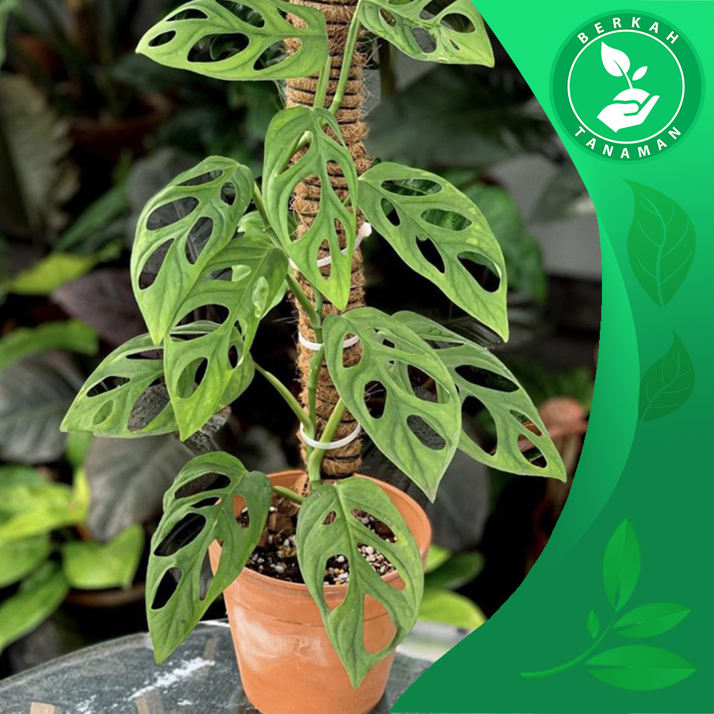 Tanaman Janda Bolong – Pohon Janda Bolong + Turus