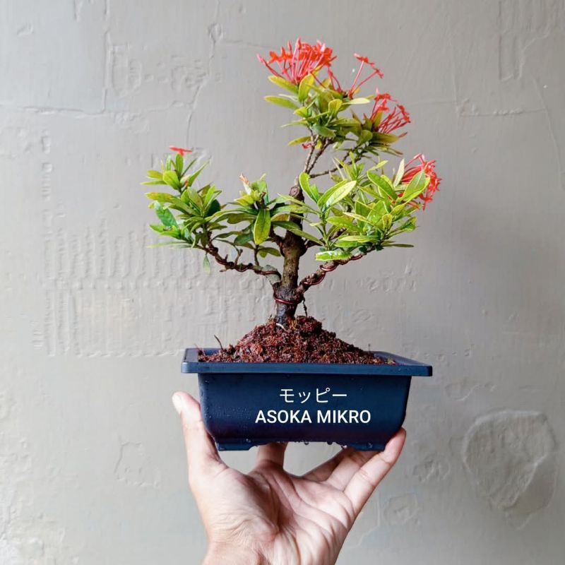 BONSAI ASOKA MIKRO SESUAI FOTO