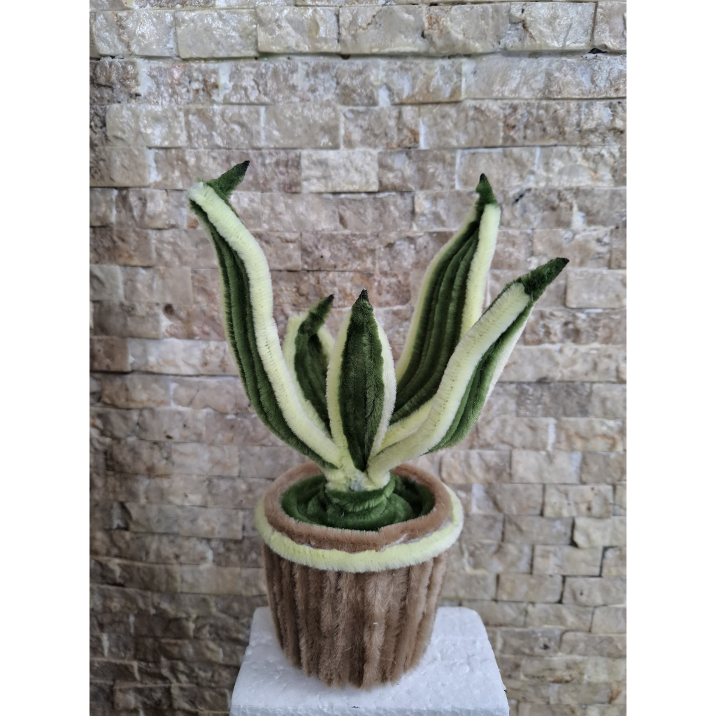 Pot Bunga Lidah Mertua