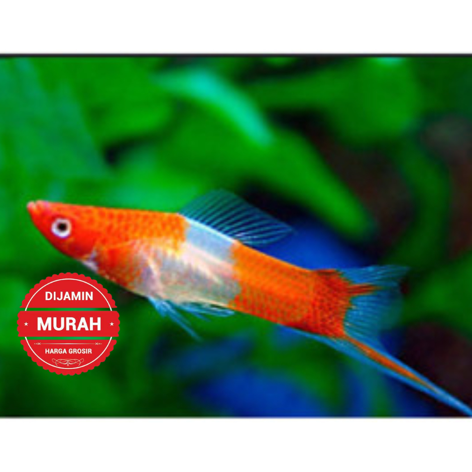 TERMURAH HIASAN AQUARIUMPLATY KOHAKU SANKE TERLARIS