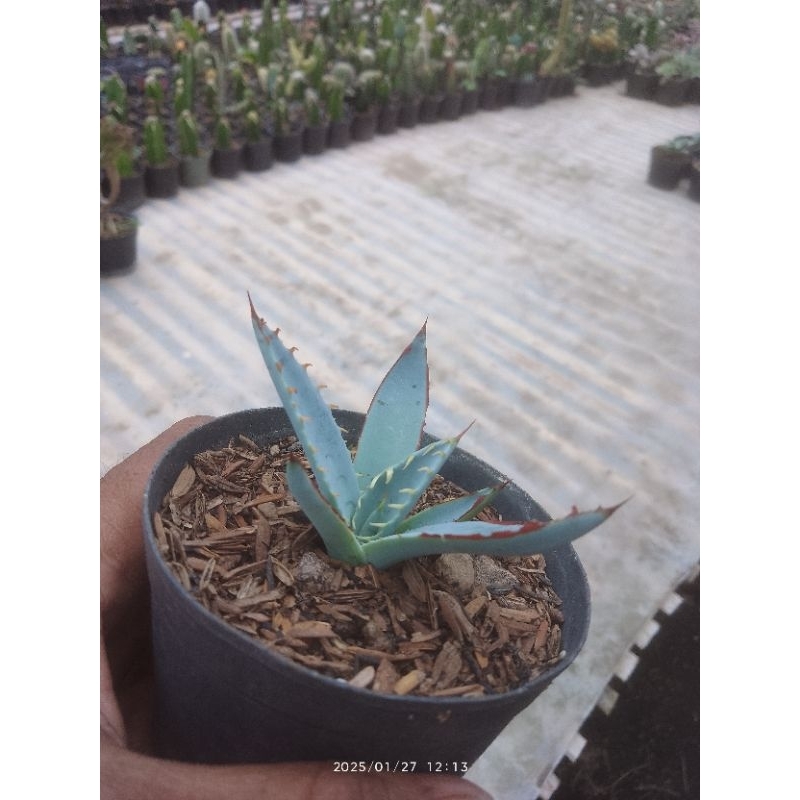Agave palmeri katsugen mini