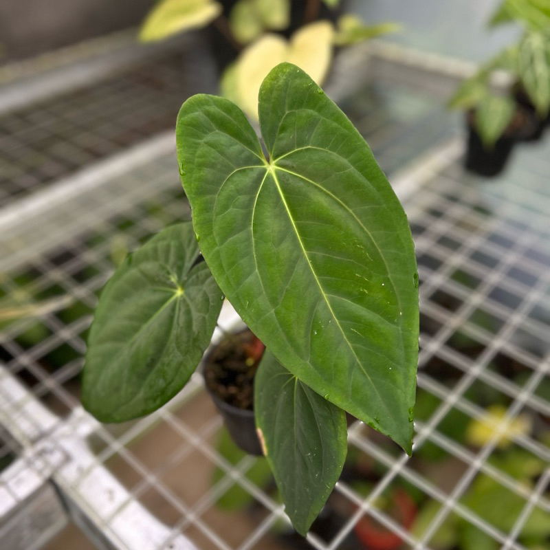 anthurium dark phoenix original