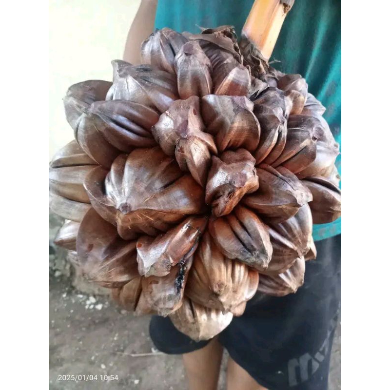 

Buah nipah/buah dahon muda segar 1kg