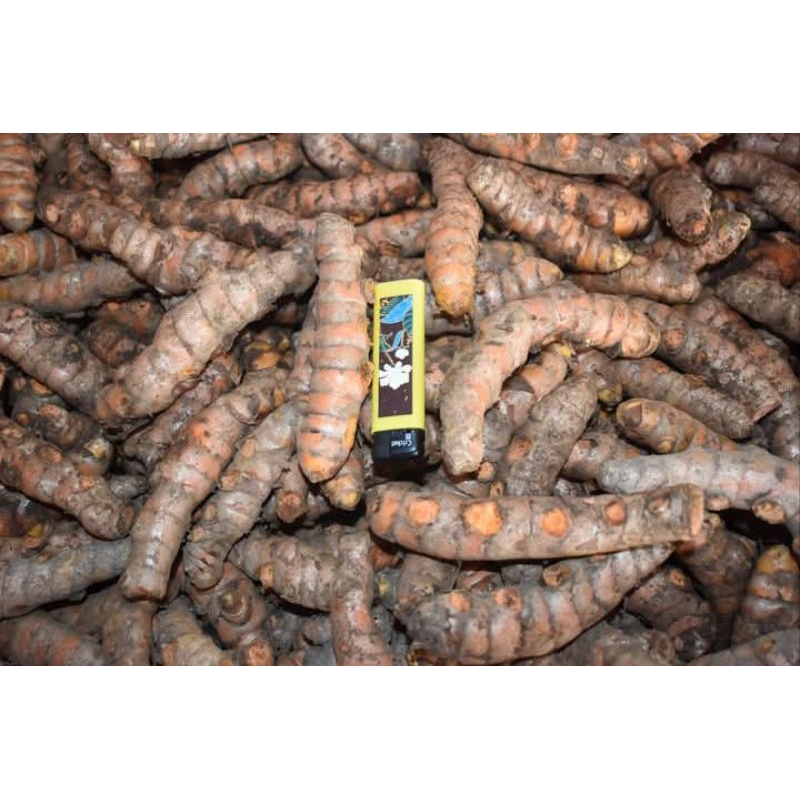 

kunyit tua segar 1kg