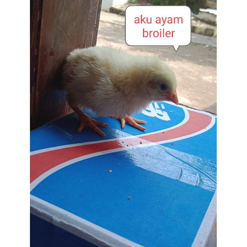 

ayam broiler + anak ayam + ayam broiler MURAH