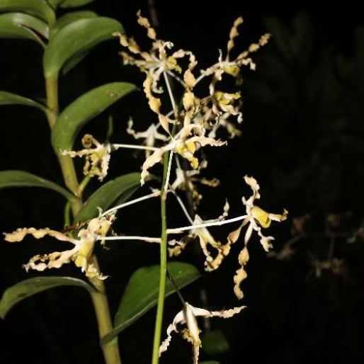 dendrobium discolor tanimbar