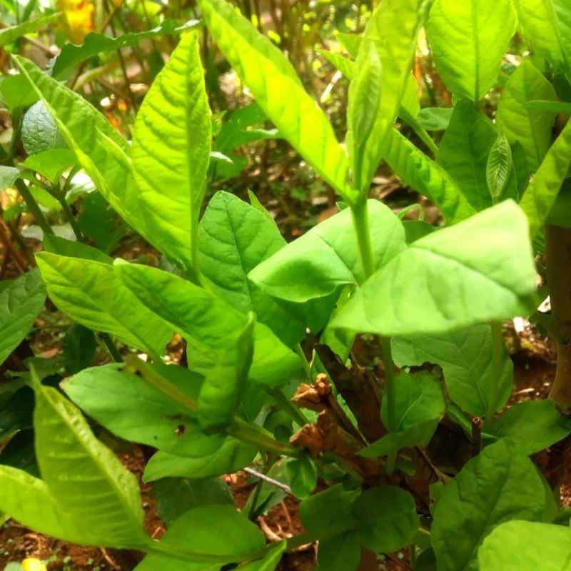 

Daun jambu biji guava| pucuk jambu biji segar obat diare