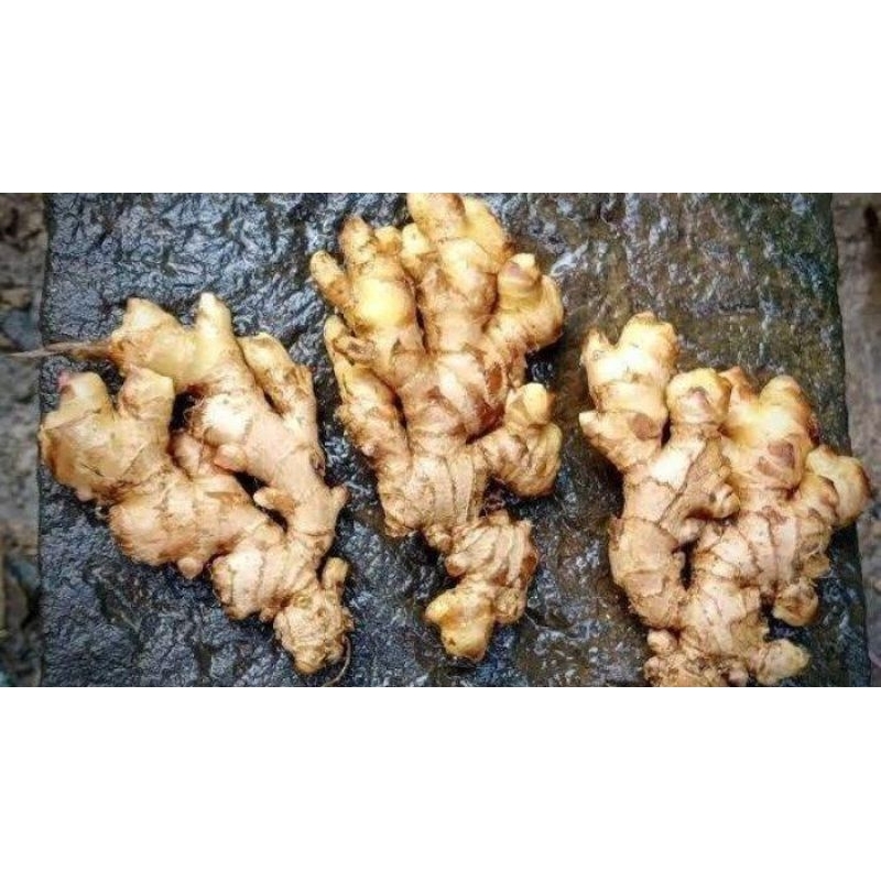 

jahe mprit segar bersih 1kg
