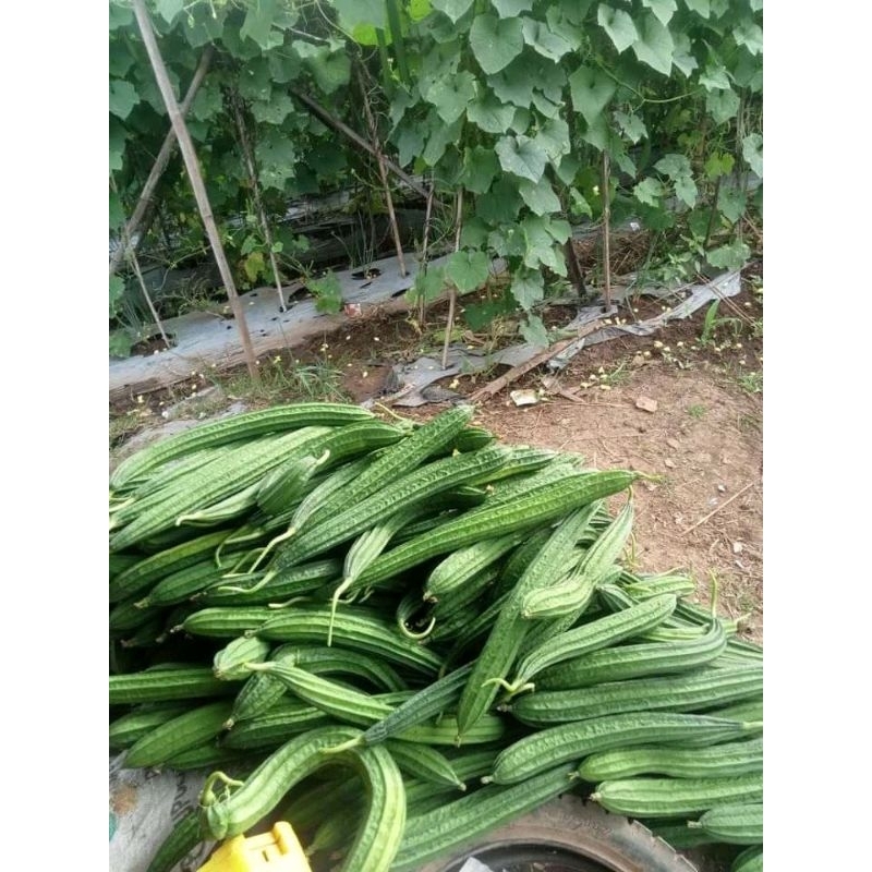 

sayur oyong