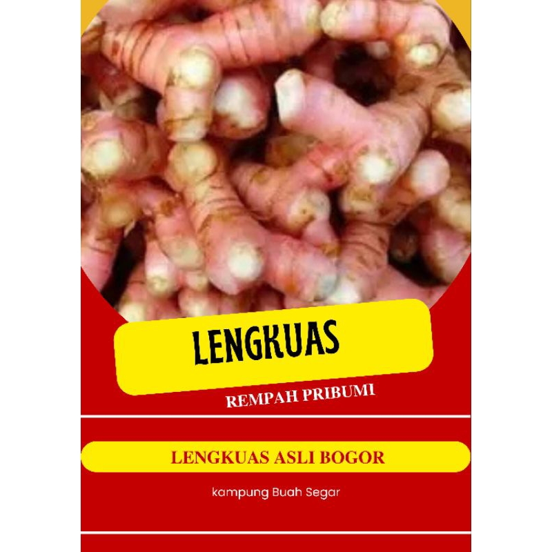 

lengkuas merah lengkuas Laos fres & segar