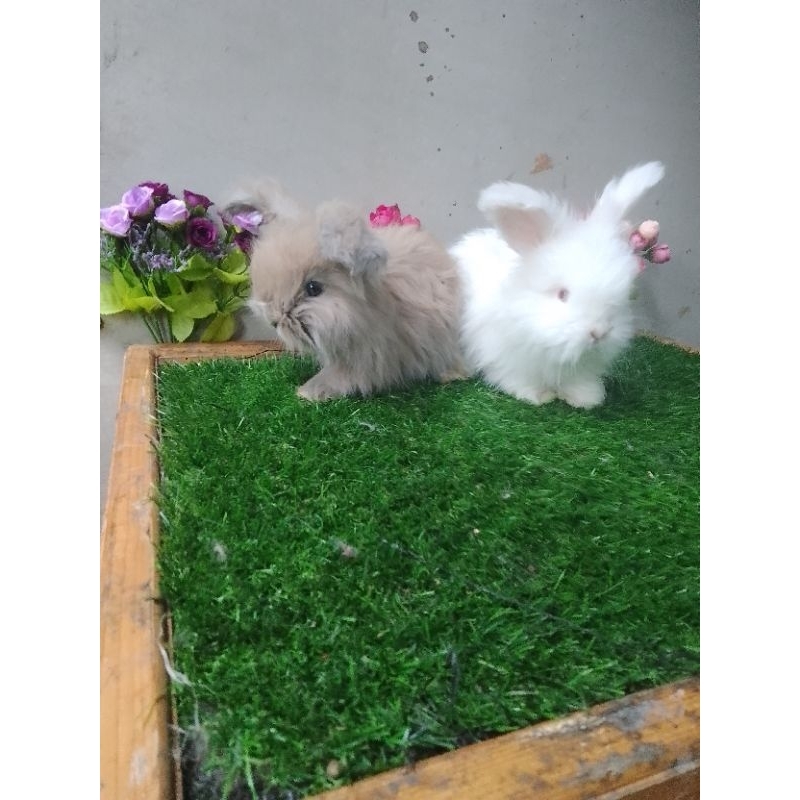 kelinci english anggora