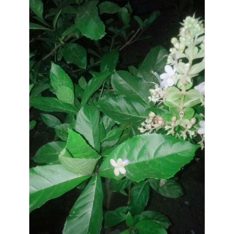 

daun srigugu segar 20lembar/senggugu/untuk gurah