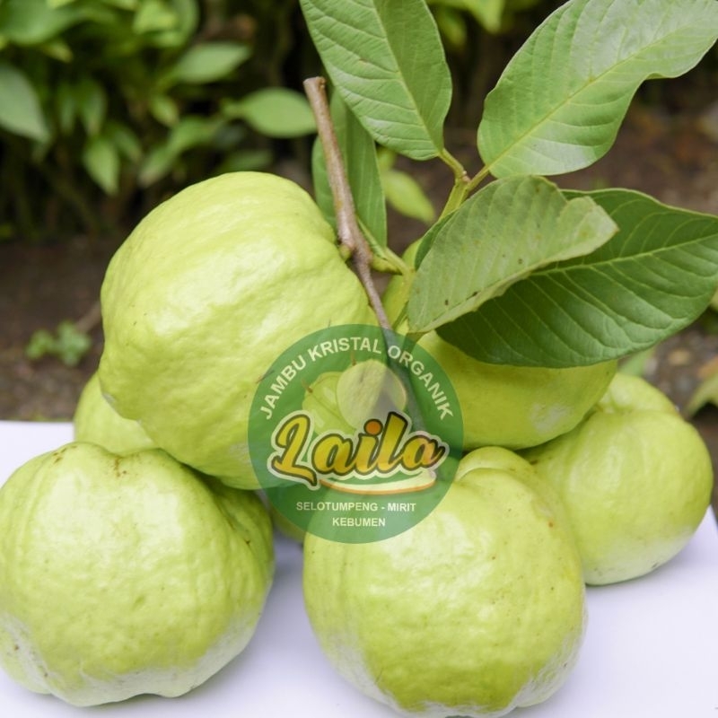 

Jambu Kristal KEBUMEN Fresh baru petik