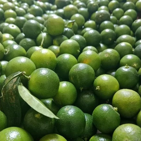 

jeruk songkit atau kasturi lemon cui