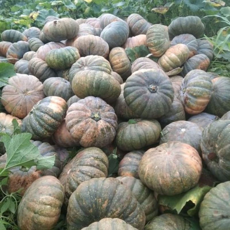 

LABU HIJAU SUPER 50BIJI++