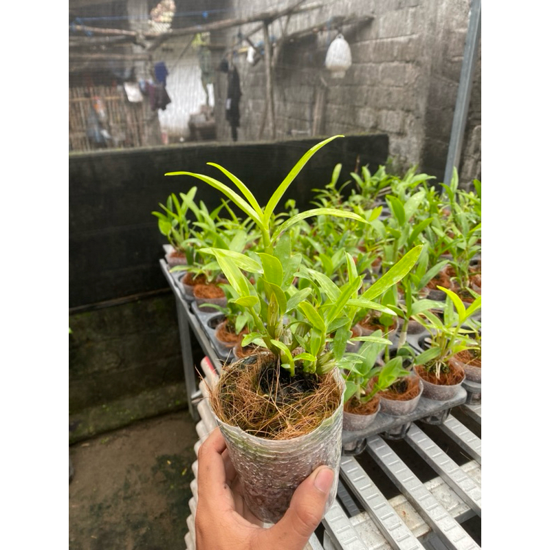 dendro nobile remaja