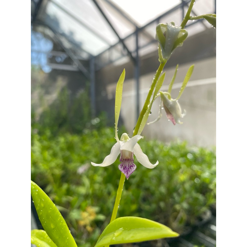 Anggrek dendrobium stratiotes