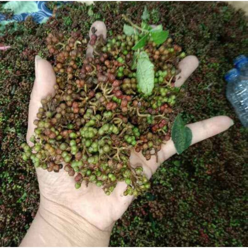 

Andaliman Parsoburan Resep khas masakan Tradisional Batak