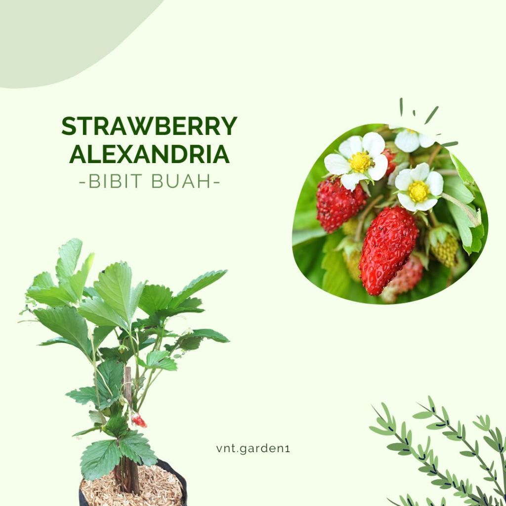 Bibit Tanaman Buah Strawberry Alexsandria / Stroberi Alexsandria Alpine Import /Tanaman Berry
