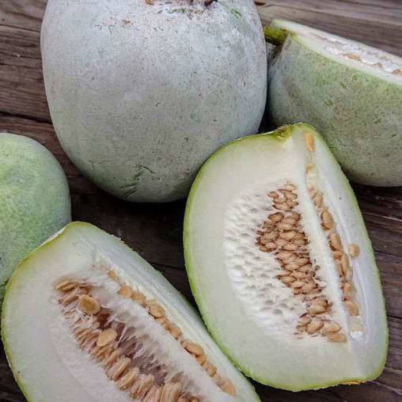 

Buah Kundur Bligo Winter Melon 1-1,5 kg