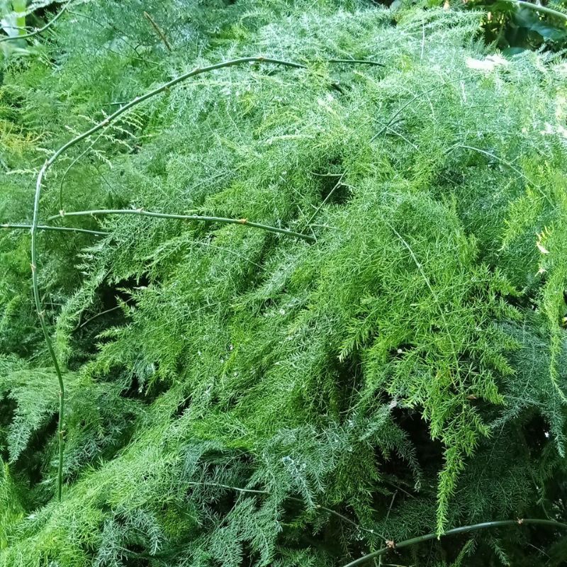 

Asparagus segar berat 20gram