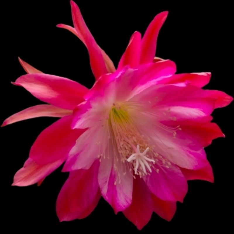 Epiphyllum Wijaya Kusuma Hybrid import 🆔 Instant Karma (rooting)