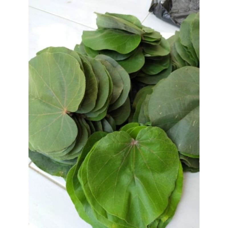 

Daun waru segar per 1 lembar