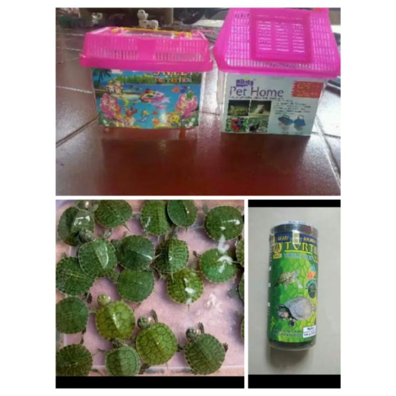 Hiasan aquarium / paket lengkap kura kura Brazil