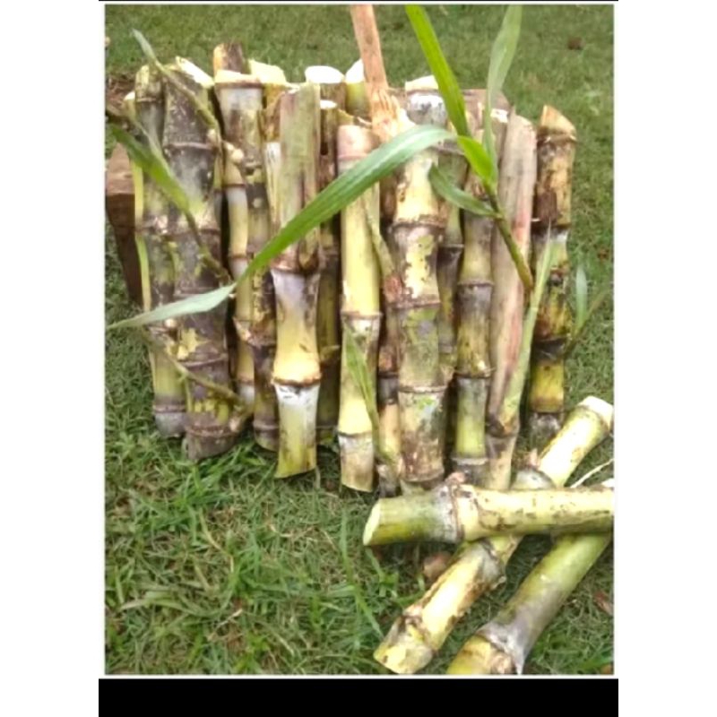 bibit stek tebu ,tebu telor/ terubuk satu ikat