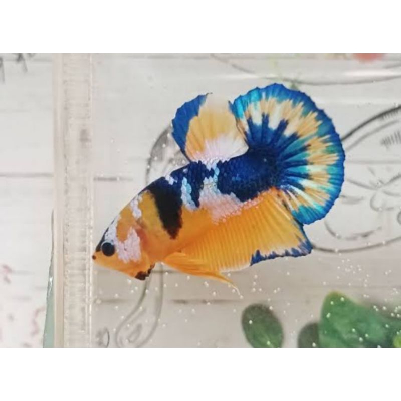 Hiasan Aquarium Pk yellow hellboy