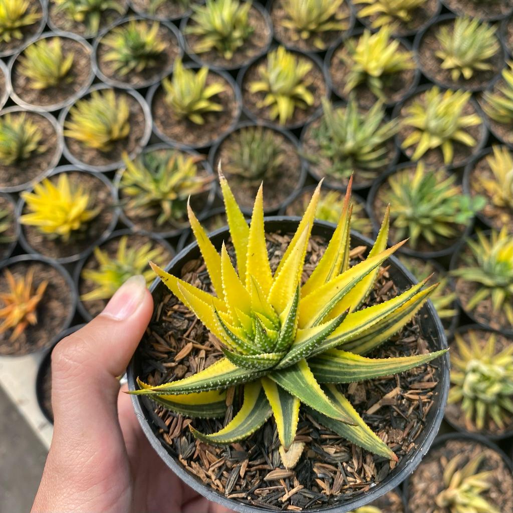 Tanaman Hias Aloe Vera Haworthia Lidah Buaya Kuning dan Cactus Kaktus Mini gymno Bunga Sukulen Hidup