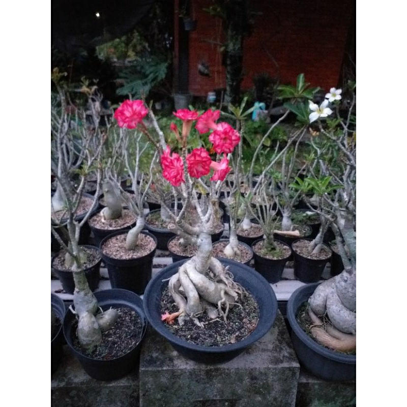 Adenium Bunga Tumpuk PMK