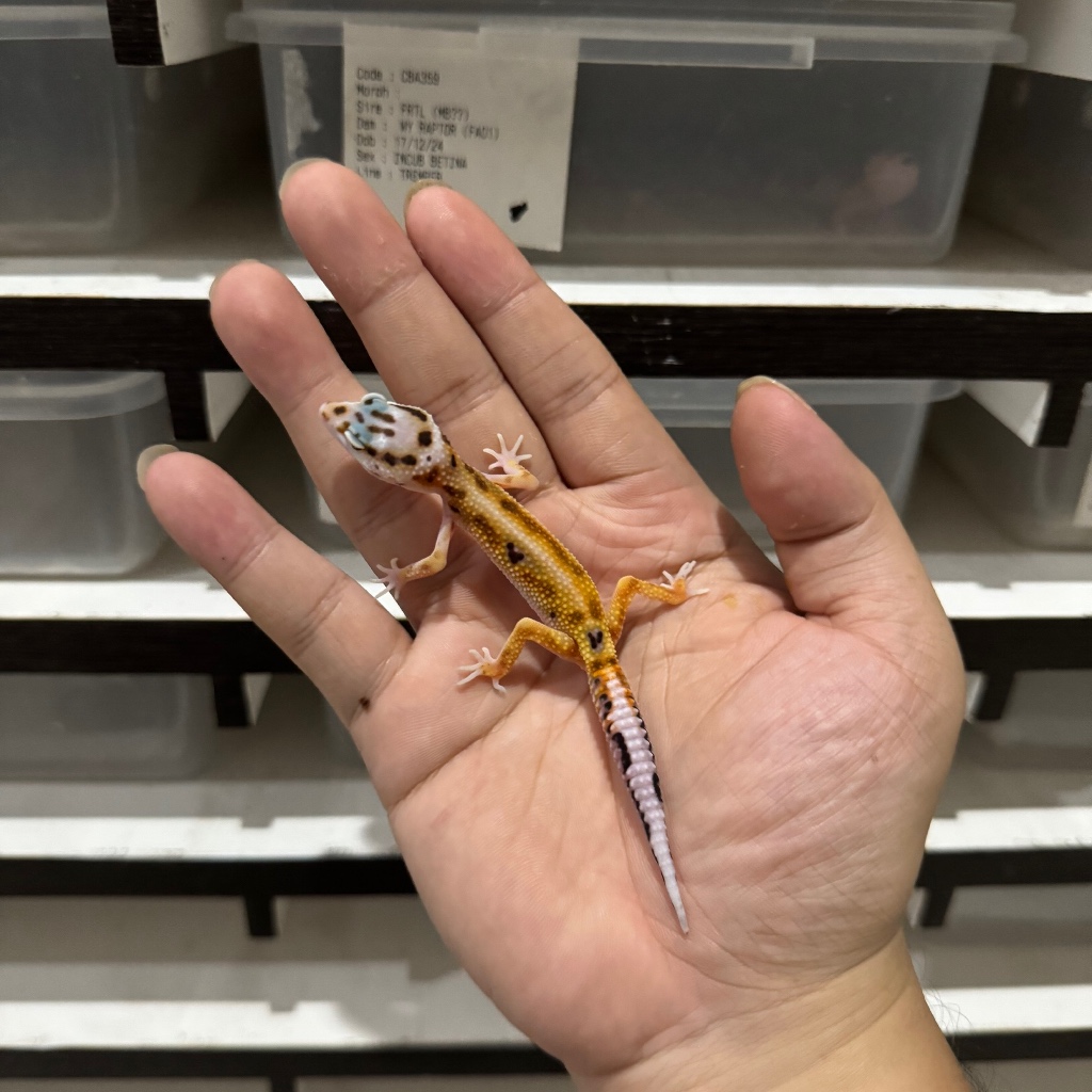 WY EMERINE RS LINE CBA409 UNSEX Mainan Anak Lucu Jinak Gecko Geko Leopard Gecko