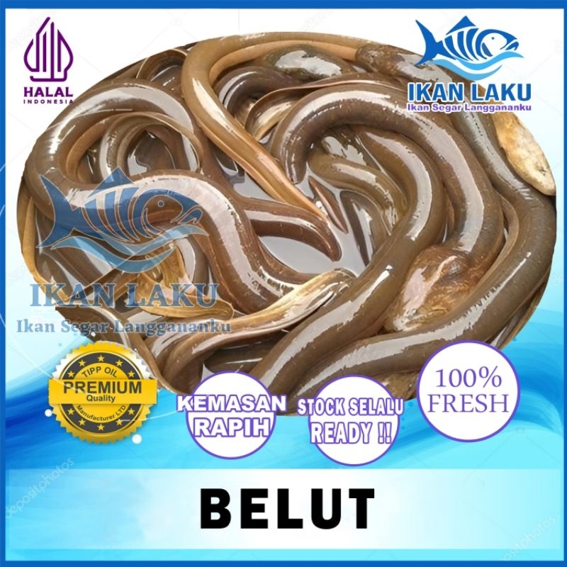 

BELUT POTONG PREMIUM FRESH TERMURAH BERGARANSI IKAN LAKU IKAN SEGAR IKAN BEKU