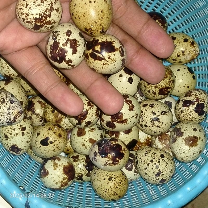 

TELUR PUYUH, TELUR PUYUH MATANG, TELUR BURUNG PUYUH 30 butir