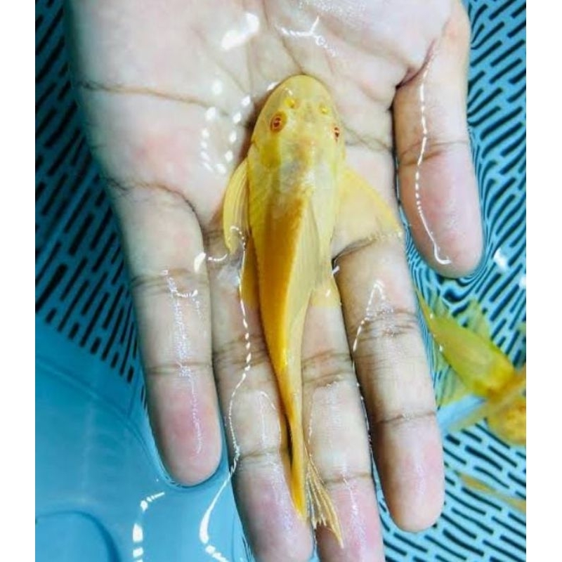 ikan hias sapu-sapu albino air tawar