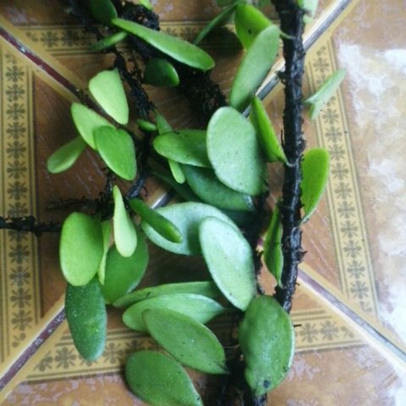 

Daun picisan / duduitan / Pyrrosia piloselloides 100 gram