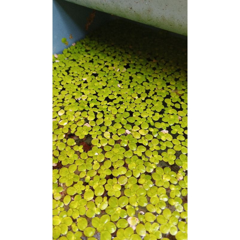 Tanaman Air Apung Spirodela
