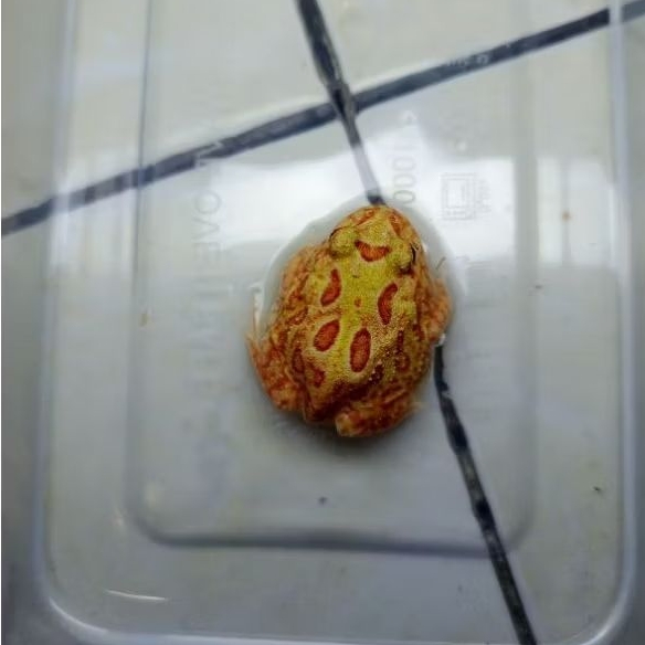 Kodok pacman frog sunbrust