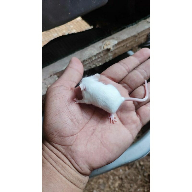 tikus putih mencit jumper
