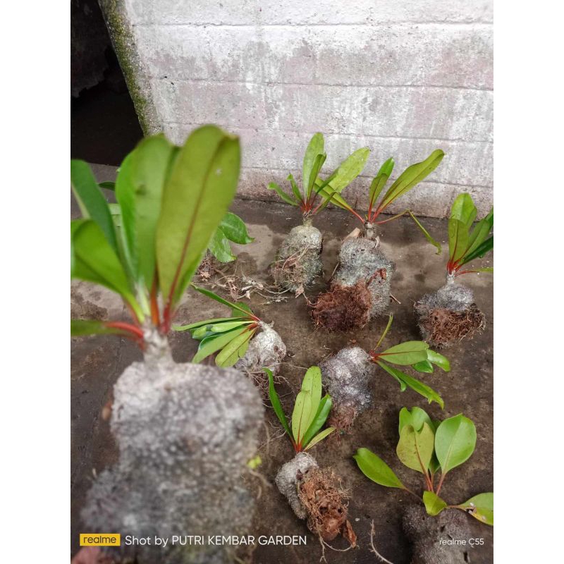 tanaman sarang semut bisa buat obat obatan