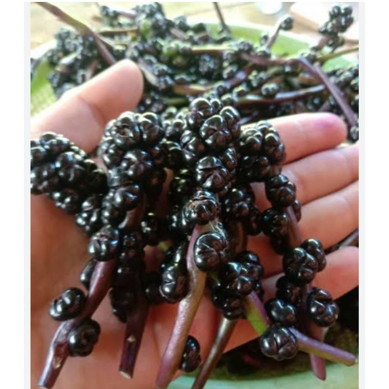 

Angkung kering 300 pcs lebih