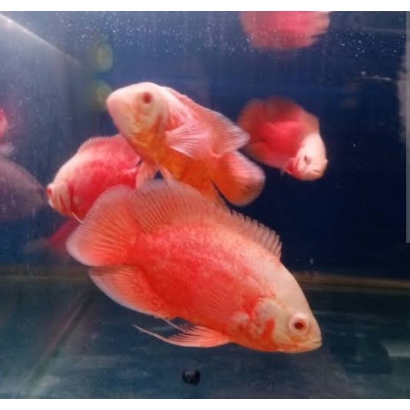 Ikan Oscar Red paris chilli merah 4-5 jari Oskar hias tankmate hiasan aquarium kolam