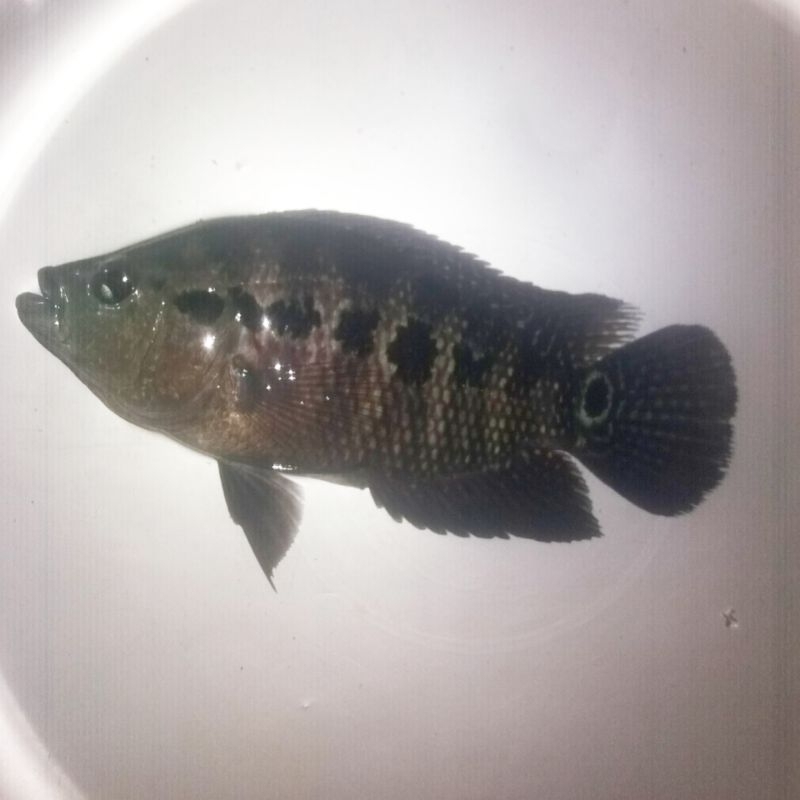 Hybrid Cichlid