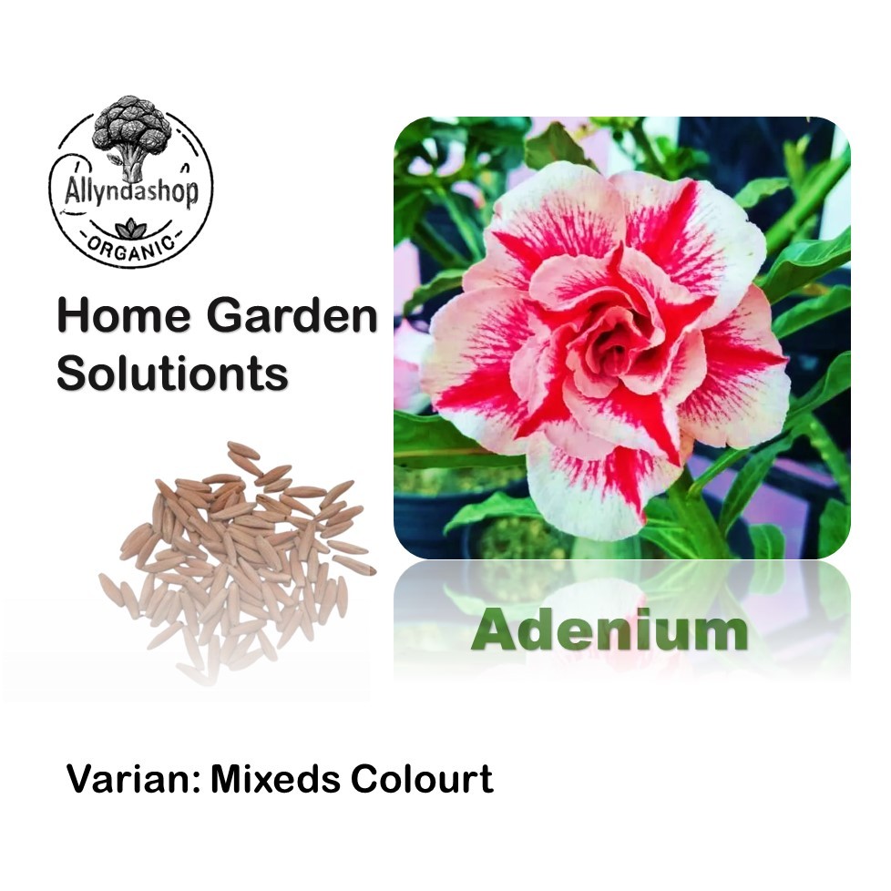 Bibit Benih Bunga Adenium Kamboja Jepang Mixed