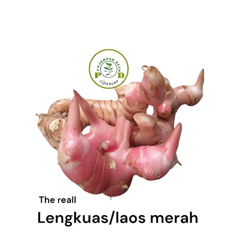 

lengkuas merah 500grm laos/laja merah asli alami pegunungan lengkuas sayuran/bumbu/rempah2 obat tradisional